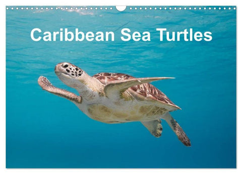 Caribbean Sea Turtles (Wall Calendar 2026 DIN A3 landscape), CALVENDO 12 Month Wall Calendar