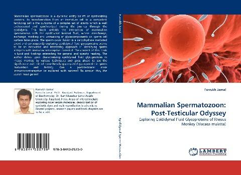 Mammalian Spermatozoon: Post-Testicular Odyssey
