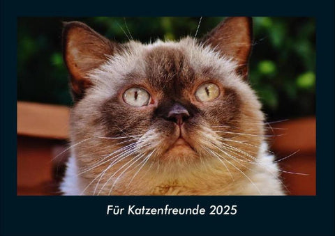 Für Katzenfreunde 2025 Fotokalender DIN A4