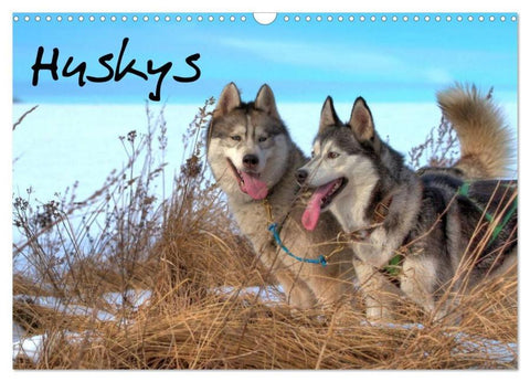 Huskys (Wandkalender 2026 DIN A3 quer), CALVENDO Monatskalender