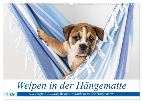 Welpen in der Hängematte (Wandkalender 2026 DIN A2 quer), CALVENDO Monatskalender
