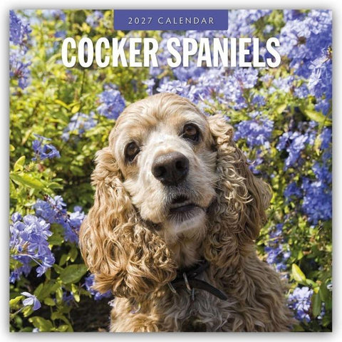 Cocker Spaniels – Cocker Spaniel 2027 – 16-Monatskalender