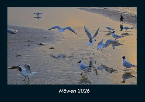 Möwen 2026 Fotokalender DIN A4