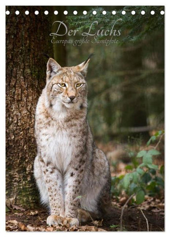 Der Luchs - Europas größte Samtpfote (Tischkalender 2026 DIN A5 hoch), CALVENDO Monatskalender