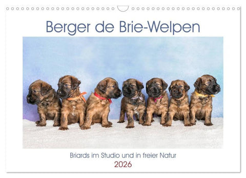 Berger de Brie - Welpen (Wandkalender 2026 DIN A3 quer), CALVENDO Monatskalender