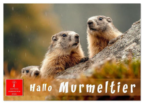 Hallo Murmeltier (Wandkalender 2026 DIN A3 quer), CALVENDO Monatskalender