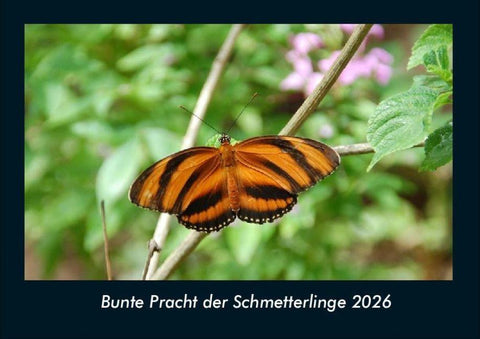 Bunte Pracht der Schmetterlinge 2026 Fotokalender DIN A4
