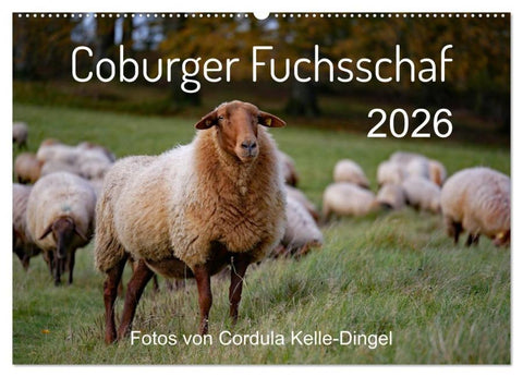 Coburger Fuchsschaf (Wandkalender 2026 DIN A2 quer), CALVENDO Monatskalender