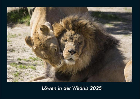 Löwen in der Wildnis 2025 Fotokalender DIN A4