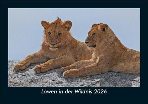 Löwen in der Wildnis 2026 Fotokalender DIN A5