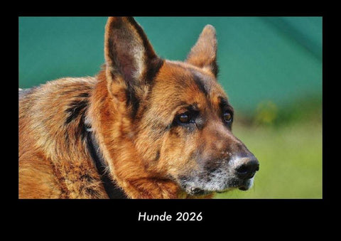 Hunde 2026 Fotokalender DIN A3