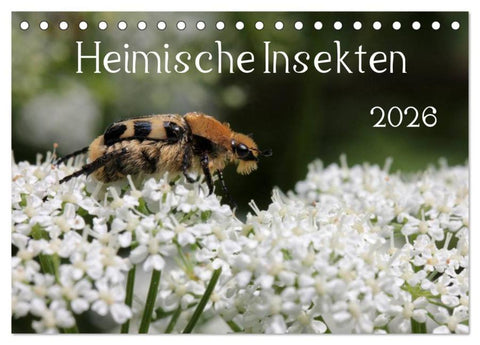 Heimische Insekten 2026 (Tischkalender 2026 DIN A5 quer), CALVENDO Monatskalender