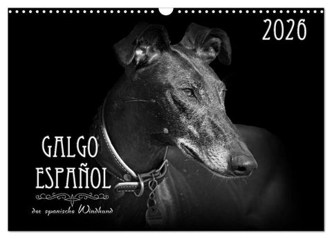 Galgo Español - der spanische Windhund 2026 (Wandkalender 2026 DIN A3 quer), CALVENDO Monatskalender