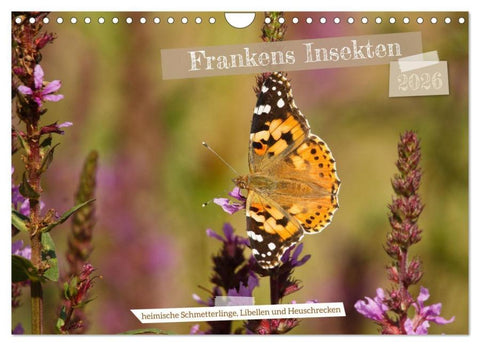 Frankens Insekten (Wandkalender 2026 DIN A4 quer), CALVENDO Monatskalender