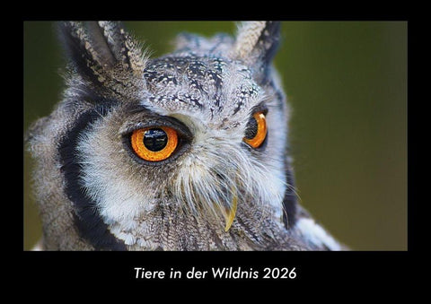 Tiere in der Wildnis 2026 Fotokalender DIN A3