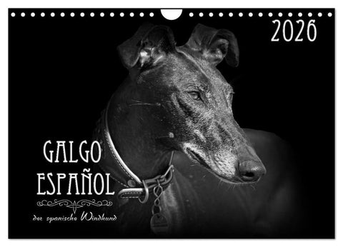 Galgo Español - der spanische Windhund 2026 (Wandkalender 2026 DIN A4 quer), CALVENDO Monatskalender
