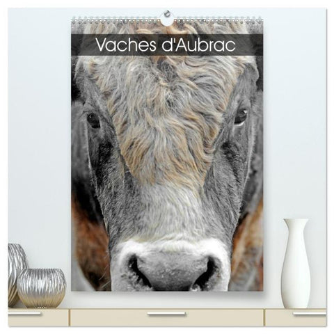 Vaches d'Aubrac (Calendrier mural 2026 DIN A2 horizontal) calendrier de bureau