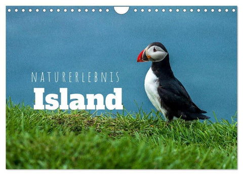 Naturerlebnis Island (Wandkalender 2026 DIN A4 quer), CALVENDO Monatskalender
