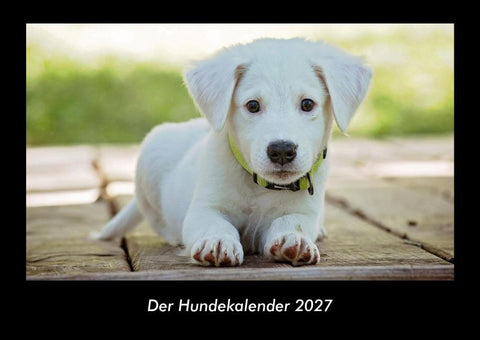 Der Hundekalender 2027 Fotokalender DIN A3