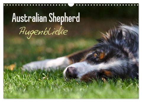 Australian Shepherd - Augenblicke (Wandkalender 2026 DIN A3 quer), CALVENDO Monatskalender