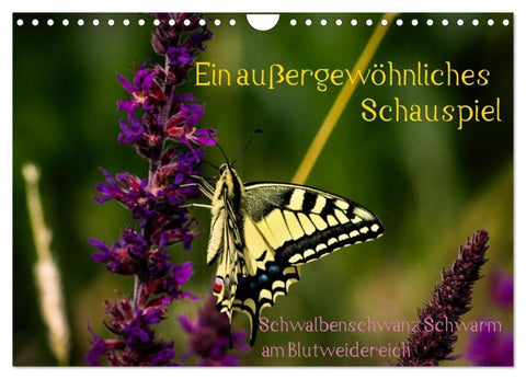 Ein außergewöhnliches Schauspiel (Wandkalender 2026 DIN A4 quer), CALVENDO Monatskalender