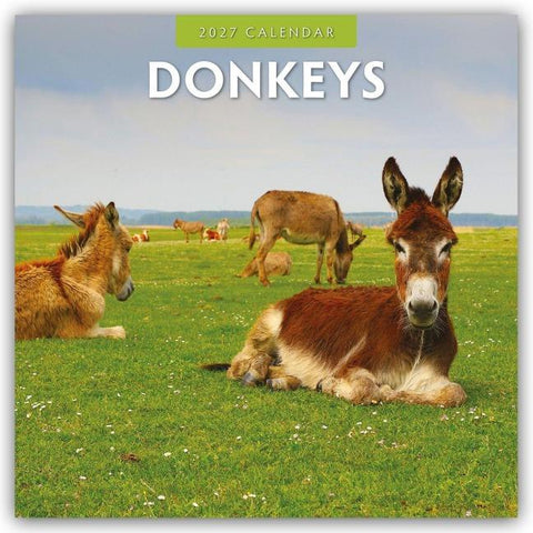Donkeys – Esel 2027 – 16-Monatskalender