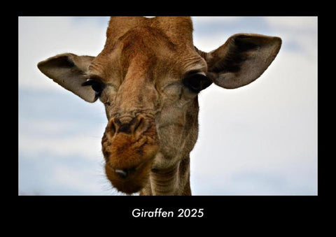 Giraffen 2025 Fotokalender DIN A3