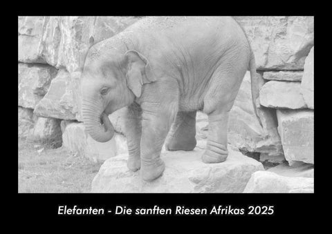 Elefanten - Die sanften Riesen Afrikas 2025 Fotokalender DIN A3