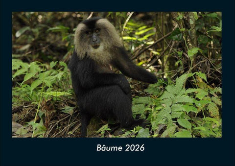 Bäume 2026 Fotokalender DIN A4