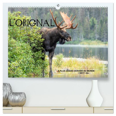 L'ORIGNAL, LE PLUS GRAND CERVIDÉ DU MONDE  (Calendrier mural 2026 DIN A2 vertical) calendrier de bureau
