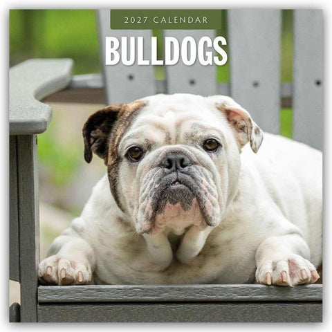 Bulldogs – Bulldoggen 2027 – 16-Monatskalender