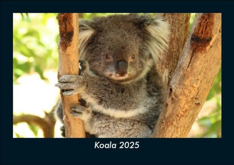Koala 2025 Fotokalender DIN A5