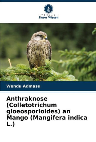 Anthraknose (Colletotrichum gloeosporioides) an Mango (Mangifera indica L.)