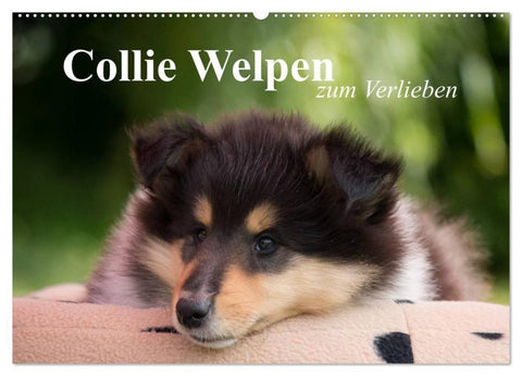 Collie Welpen zum Verlieben (Wandkalender 2026 DIN A2 quer), CALVENDO Monatskalender