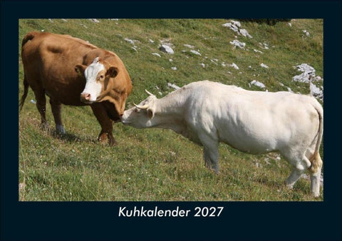 Kuhkalender 2027 Fotokalender DIN A5