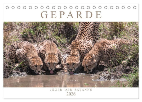 Geparde - Jäger der Savanne (Tischkalender 2026 DIN A5 quer), CALVENDO Monatskalender