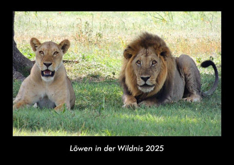 Löwen in der Wildnis 2025 Fotokalender DIN A3