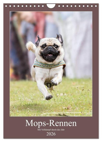 Mops-Rennen (Wandkalender 2026 DIN A4 hoch), CALVENDO Monatskalender
