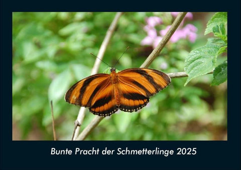 Bunte Pracht der Schmetterlinge 2025 Fotokalender DIN A4