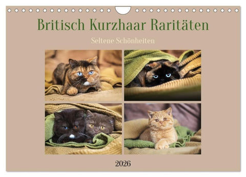 Britisch Kurzhaar Raritäten - seltene Schönheiten (Wandkalender 2026 DIN A4 quer), CALVENDO Monatskalender