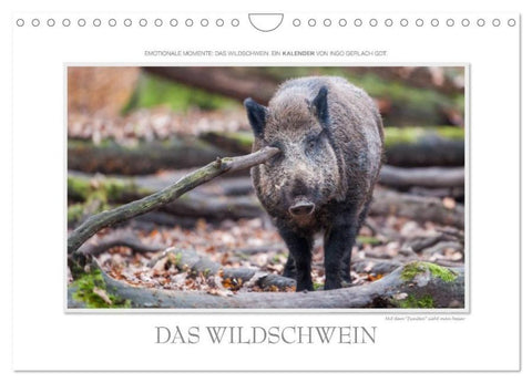 Emotionale Momente: Das Wildschwein. (Wandkalender 2026 DIN A4 quer), CALVENDO Monatskalender