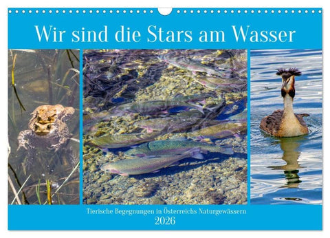 Wir sind die Stars am Wasser (Wandkalender 2026 DIN A3 quer), CALVENDO Monatskalender