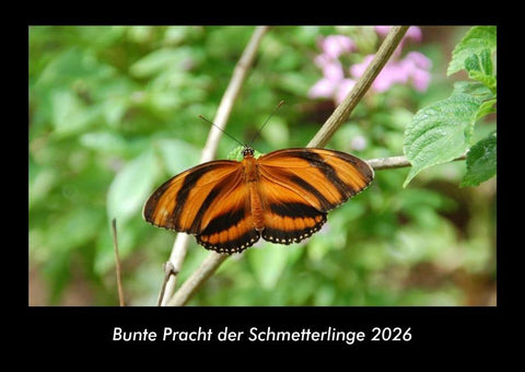 Bunte Pracht der Schmetterlinge 2026 Fotokalender DIN A3