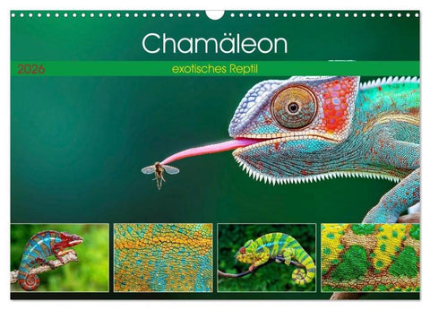 Chamäleon - exotisches Reptil (Wandkalender 2026 DIN A3 quer), CALVENDO Monatskalender