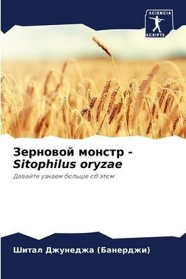 Zernowoj monstr - Sitophilus oryzae