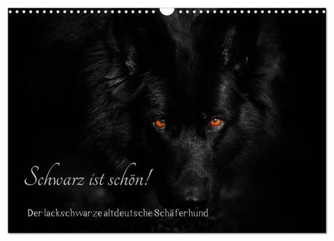 Schwarz ist schön! Der lackschwarze altdeutsche Schäferhund (Wandkalender 2026 DIN A3 quer), CALVENDO Monatskalender