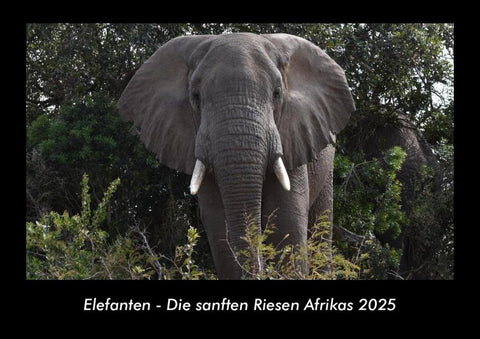 Elefanten - Die sanften Riesen Afrikas 2025 Fotokalender DIN A3