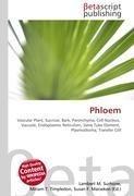 Phloem