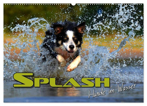 SPLASH - Hunde im Wasser (Wandkalender 2026 DIN A2 quer), CALVENDO Monatskalender