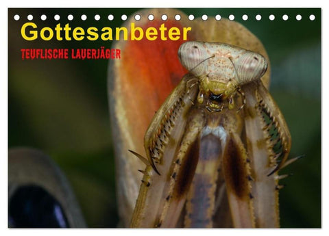 Gottesanbeter - Teuflische Lauerjäger (Tischkalender 2026 DIN A5 quer), CALVENDO Monatskalender